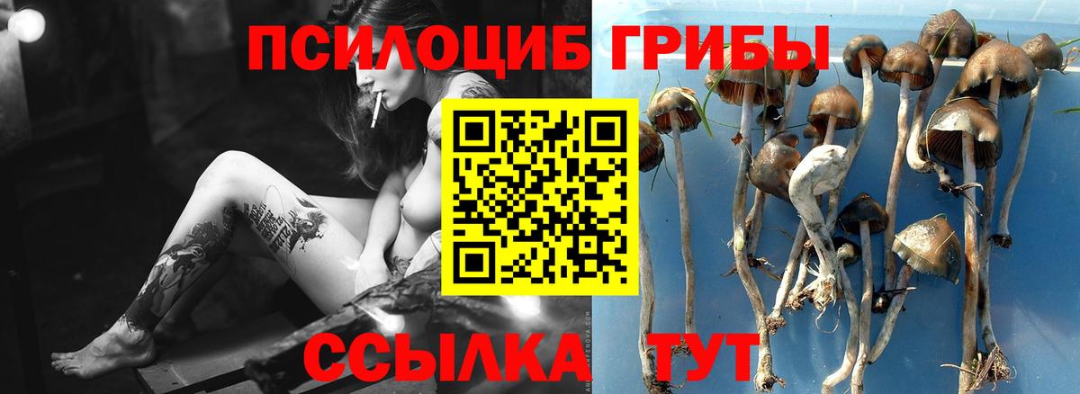 Псилоцибиновые грибы прущие грибы  Вход с VPN  Сибай 